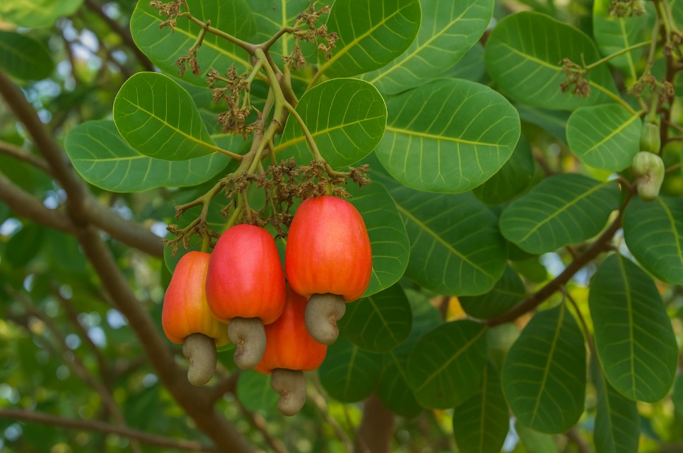 Pohon mete dengan buah dan kacang